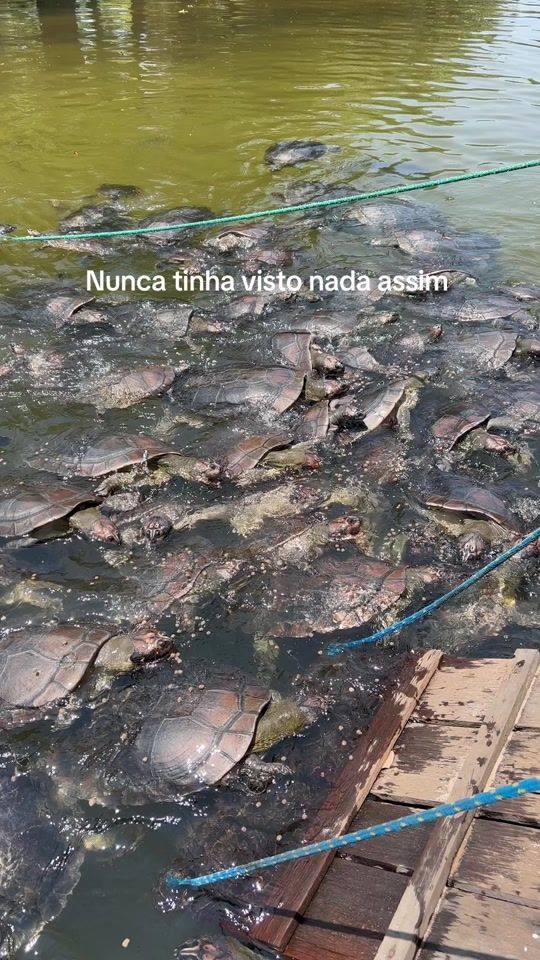 TikTok video thumbnail by vambora.manaus