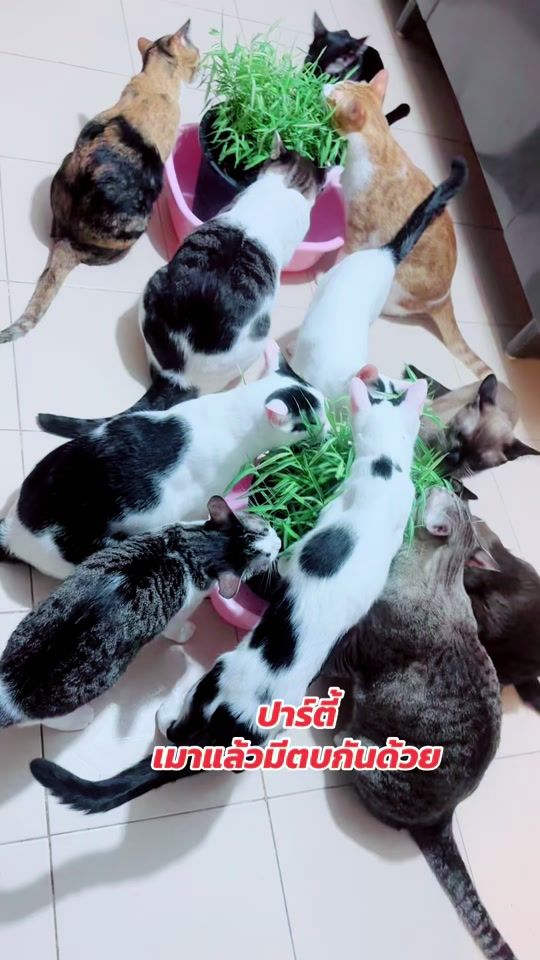 TikTok video thumbnail by nuttarichut