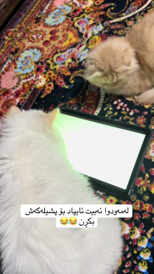 TikTok video thumbnail by l7amal