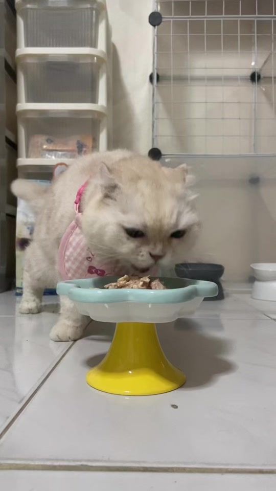 TikTok video thumbnail by acatmarvel