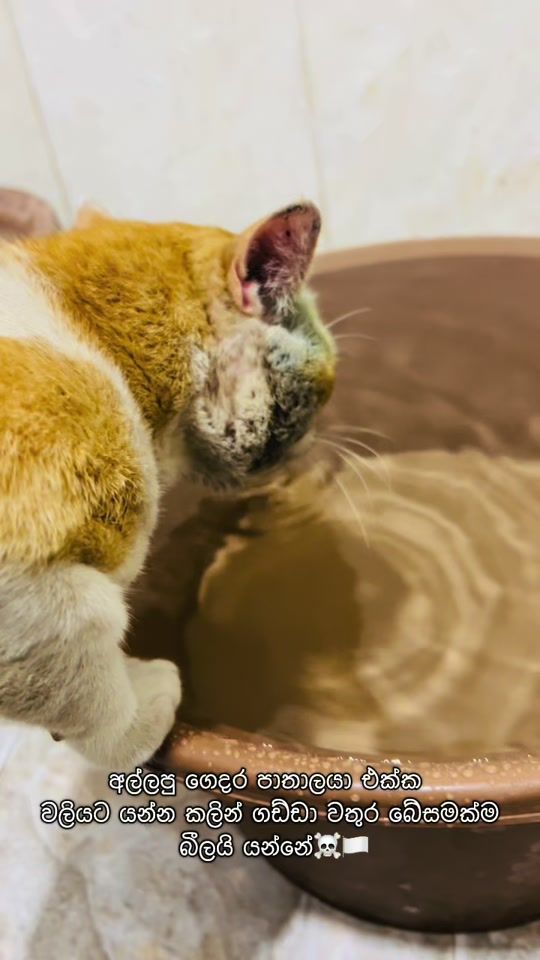 TikTok video thumbnail by __.tutuuu.__