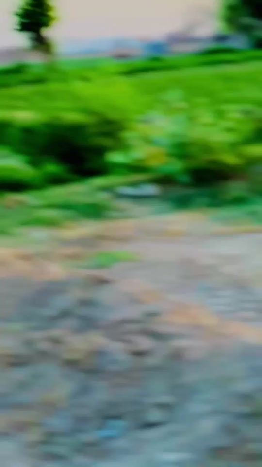 TikTok video thumbnail by shani_is_live