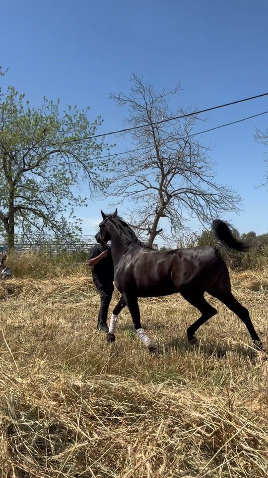 TikTok video thumbnail by cg.arabians
