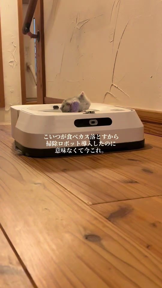 TikTok video thumbnail by hamu0214