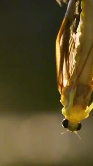 TikTok video thumbnail by nhk.colin