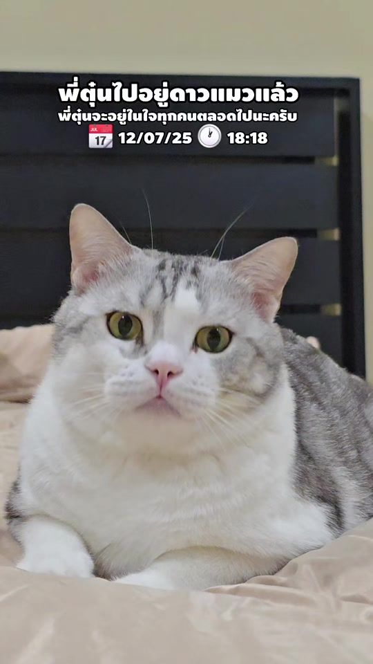 TikTok video thumbnail by maew.tun