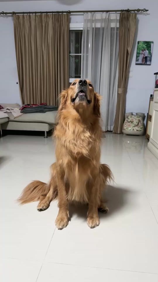 TikTok video thumbnail by browniebb1