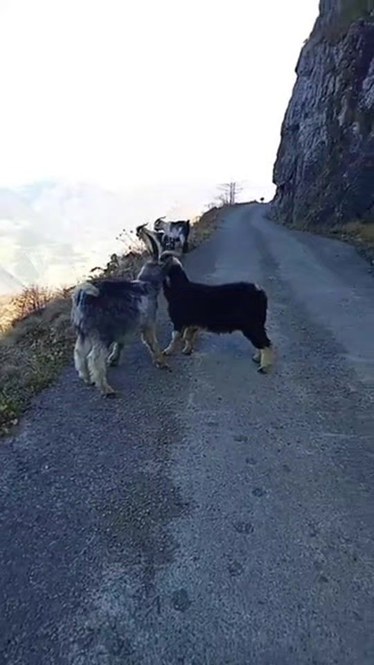 TikTok video thumbnail by nurcankara6767