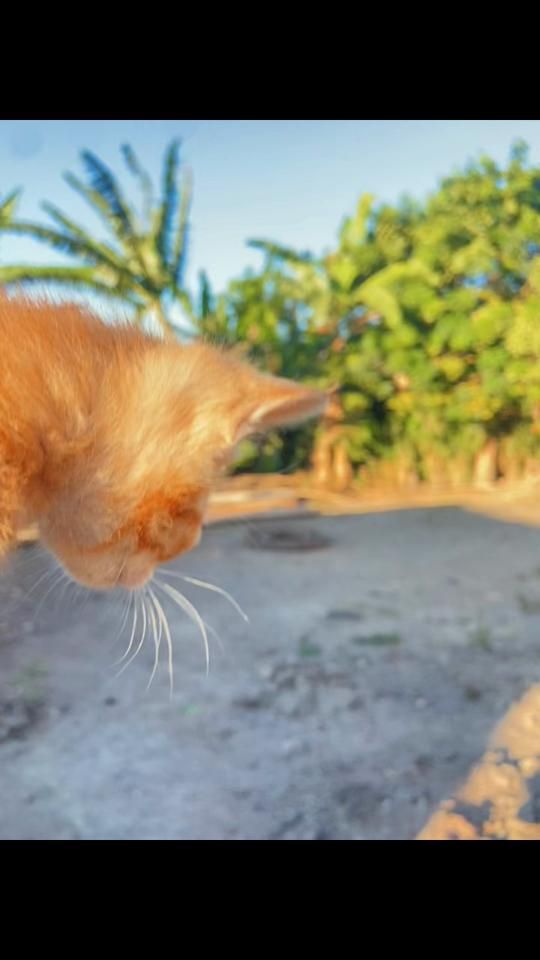 TikTok video thumbnail by sancenteno17