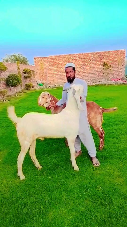 TikTok video thumbnail by 47_waseem_