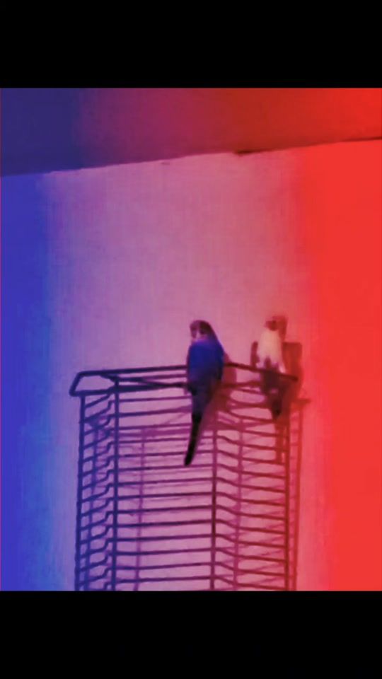 TikTok video thumbnail by lmntrixfeed_95
