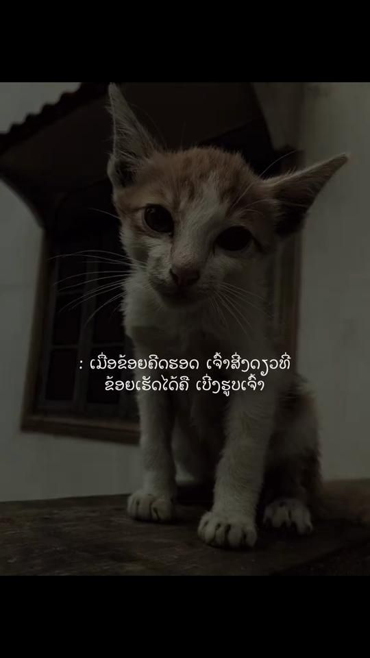 TikTok video thumbnail by .nn0840