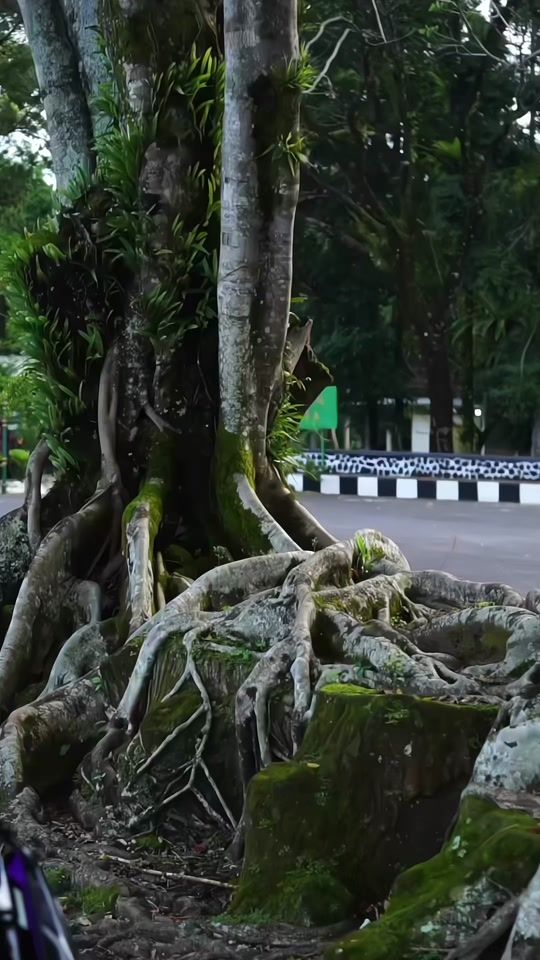 TikTok video thumbnail by sithomas.ezz