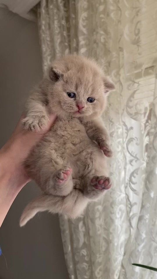 TikTok video thumbnail by tekininkedileri01