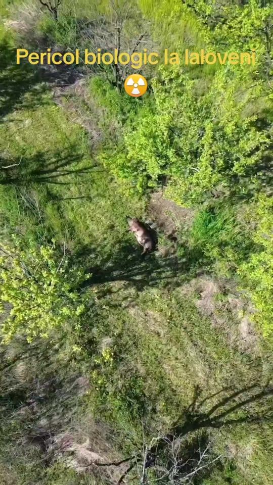 TikTok video thumbnail by gnm.md