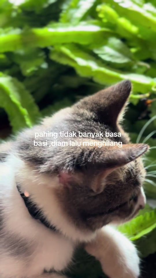 TikTok video thumbnail by user919229497