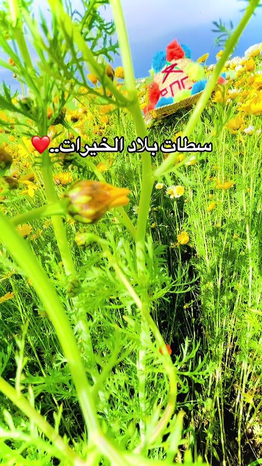TikTok video thumbnail by louafi.adil