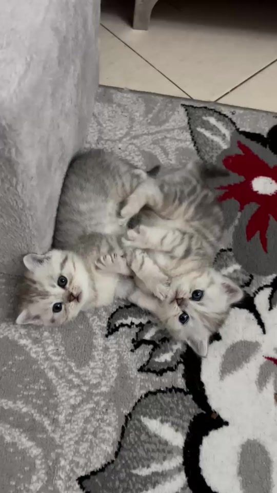 TikTok video thumbnail by purrfect_4ever