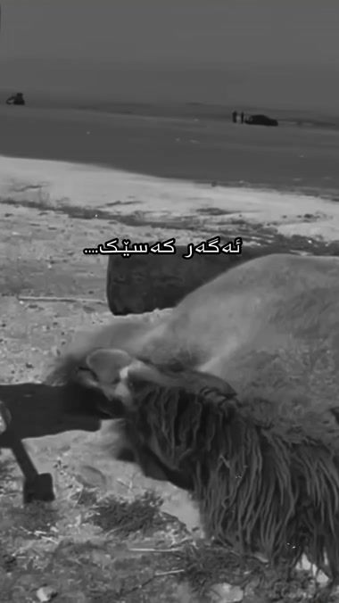 TikTok video thumbnail by rabar_graphiic