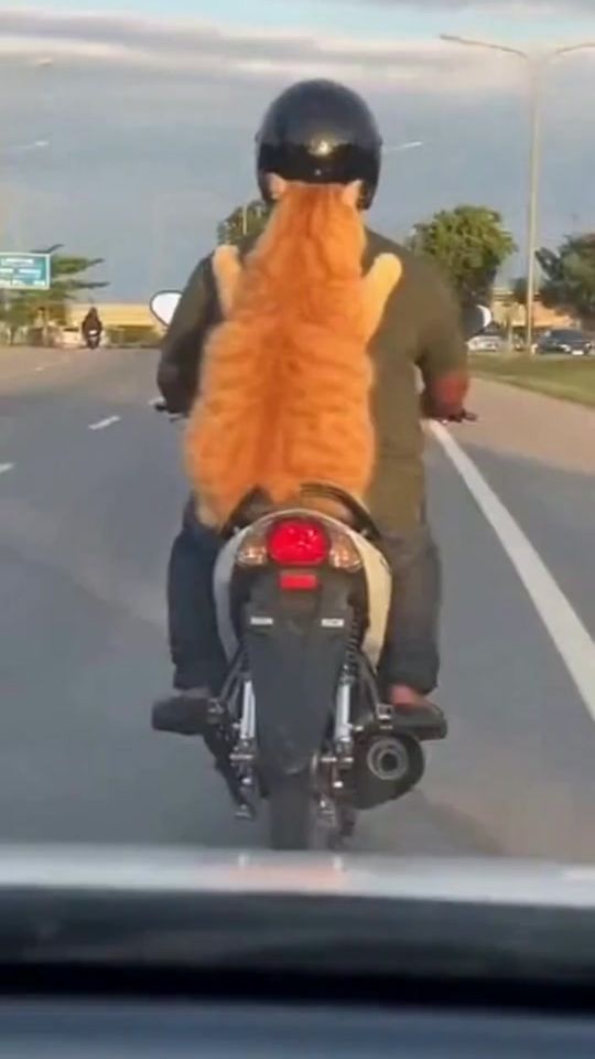 TikTok video thumbnail by kucingtadirimu