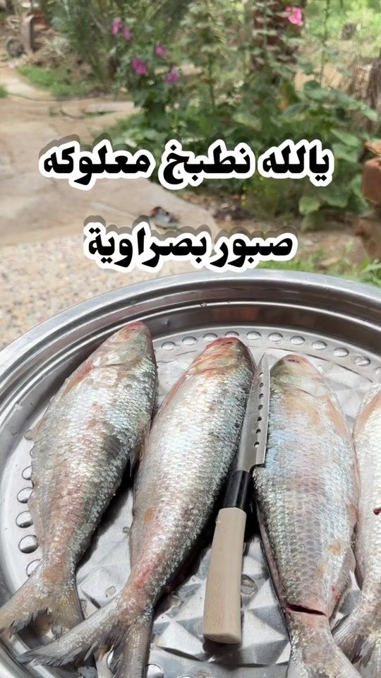 TikTok video thumbnail by israomalak