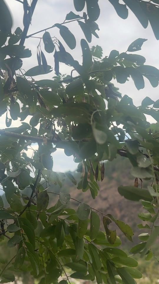 TikTok video thumbnail by tashisandywangchuk
