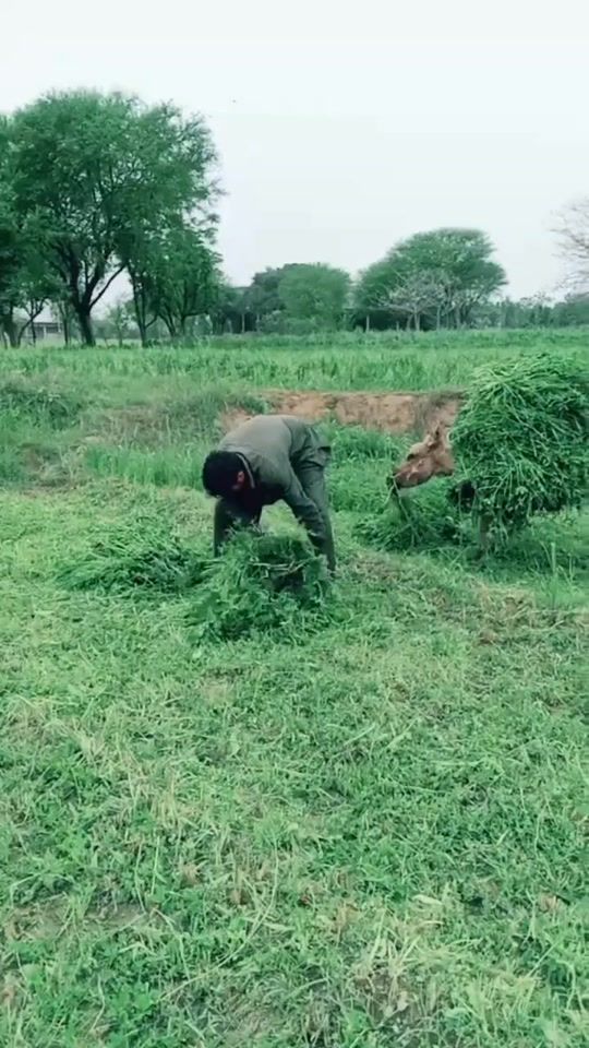 TikTok video thumbnail by ehtisamgujjar4