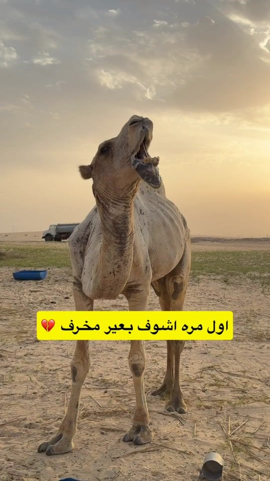 TikTok video thumbnail by imz.o