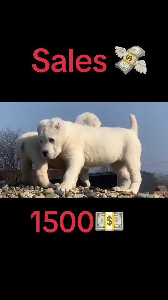 TikTok video thumbnail by vipgampr