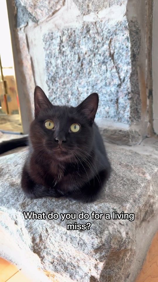 TikTok video thumbnail by tonythetabbycat