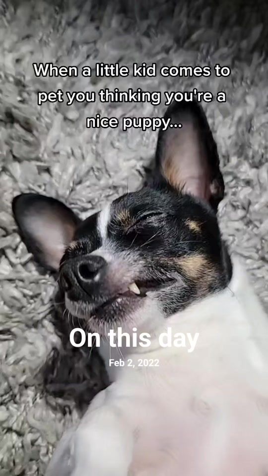 TikTok video thumbnail by flowerandbros