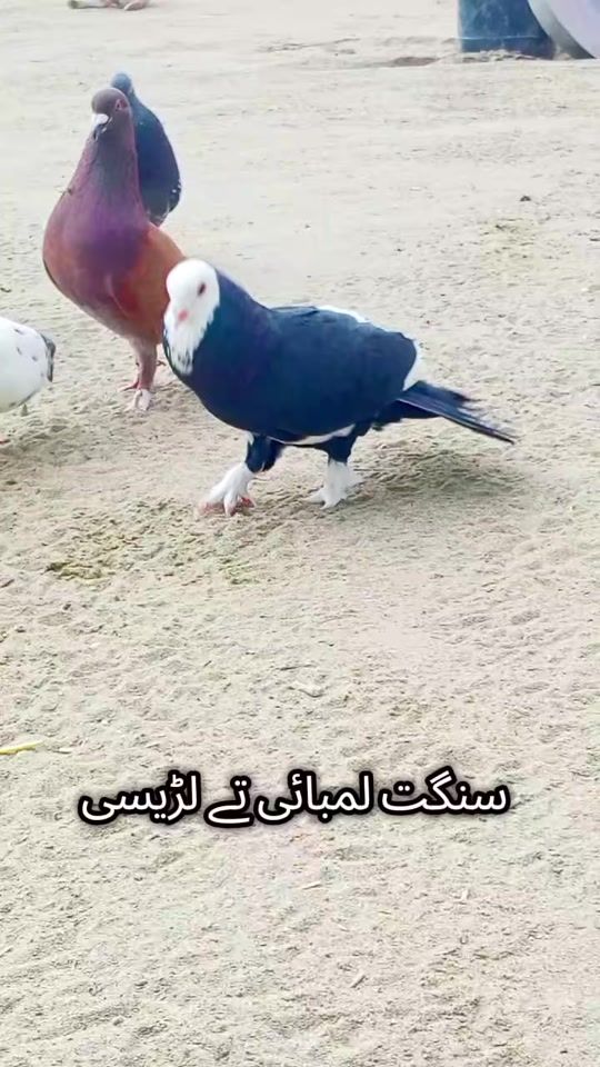 TikTok video thumbnail by amirarif786