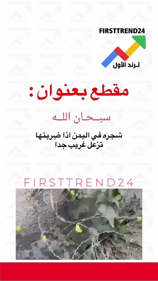 TikTok video thumbnail by ccvcx66