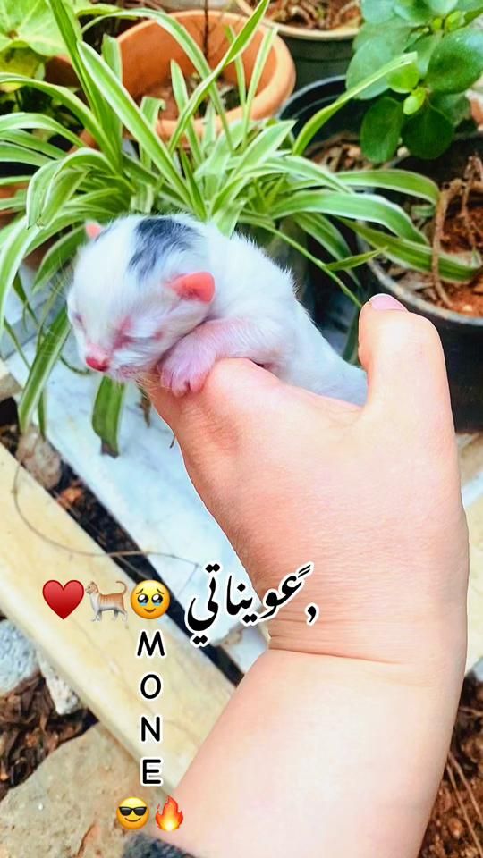 TikTok video thumbnail by mkdhsg.._2025