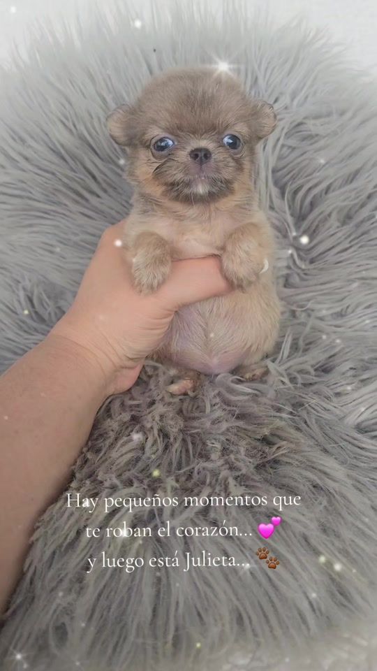 TikTok video thumbnail by chihuahuas_montezuma_cr
