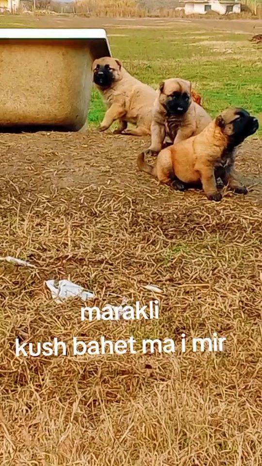 TikTok video thumbnail by tigratekuq1