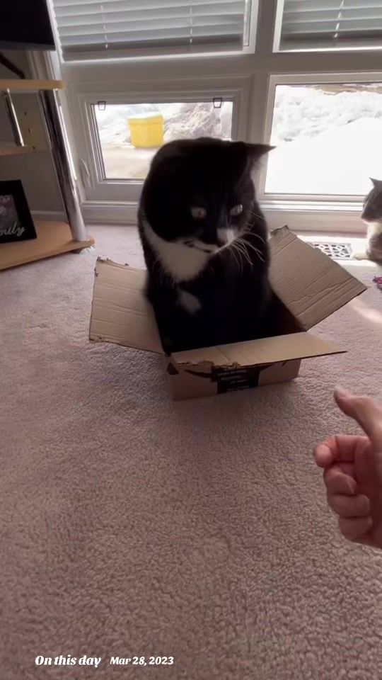 TikTok video thumbnail by kittanne_pixel