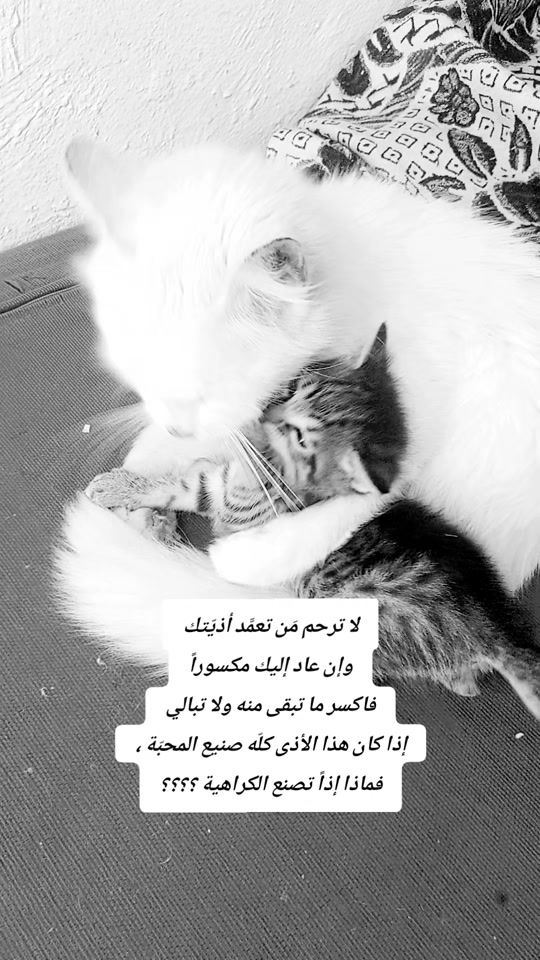 TikTok video thumbnail by .anwar.nour
