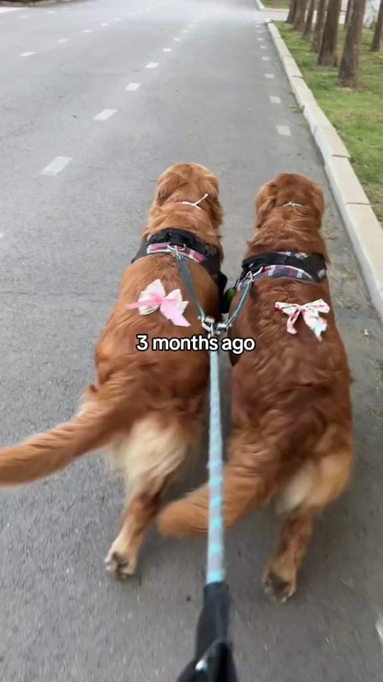 TikTok video thumbnail by nenepet99