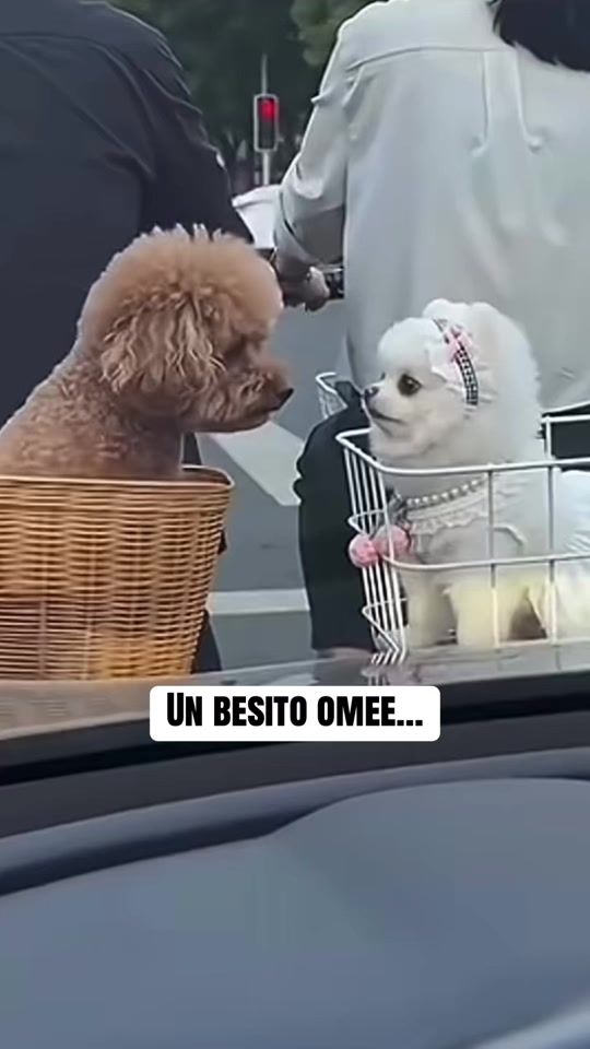 TikTok video thumbnail by danielbeltrancomedy