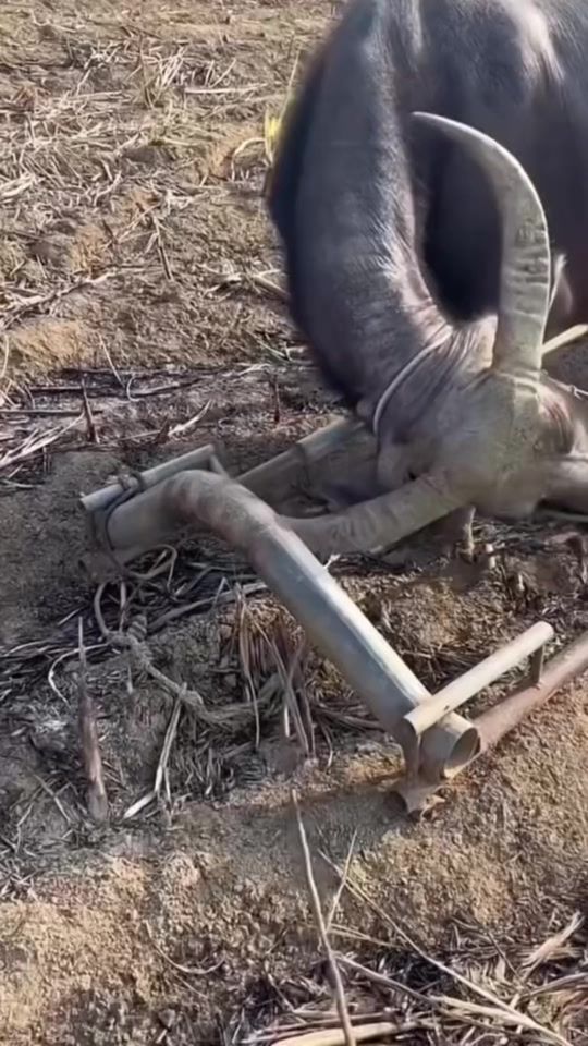 TikTok video thumbnail by nam120367