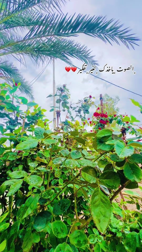 TikTok video thumbnail by hedrl_2005