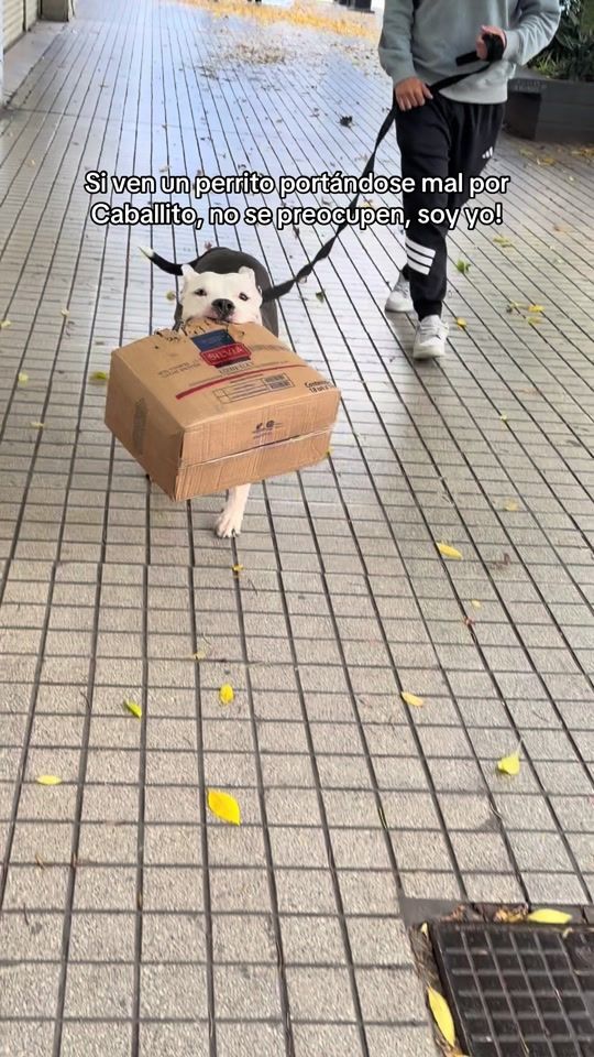 TikTok video thumbnail by thor.americanpit