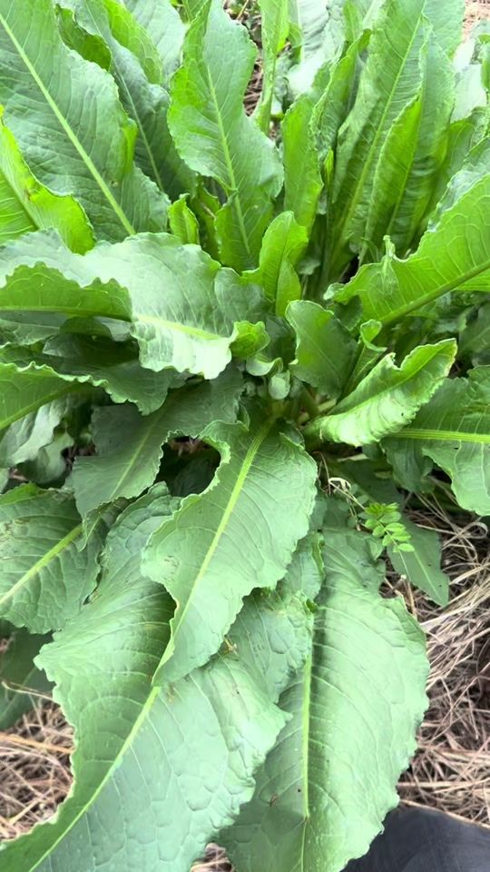 TikTok video thumbnail by naturalfarming0