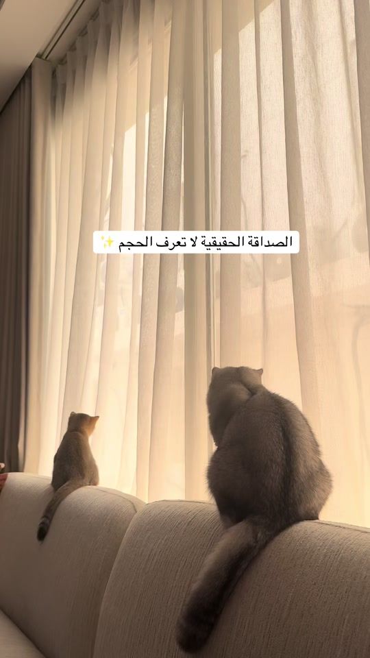 TikTok video thumbnail by fatomah55