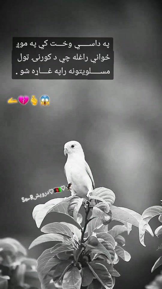 TikTok video thumbnail by sheraz1sr4
