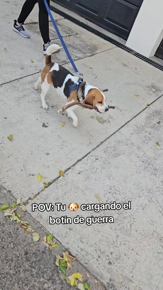 TikTok video thumbnail by curioseandoconkai