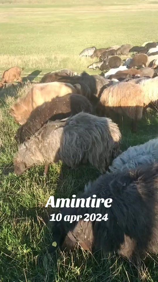 TikTok video thumbnail by tomavasil