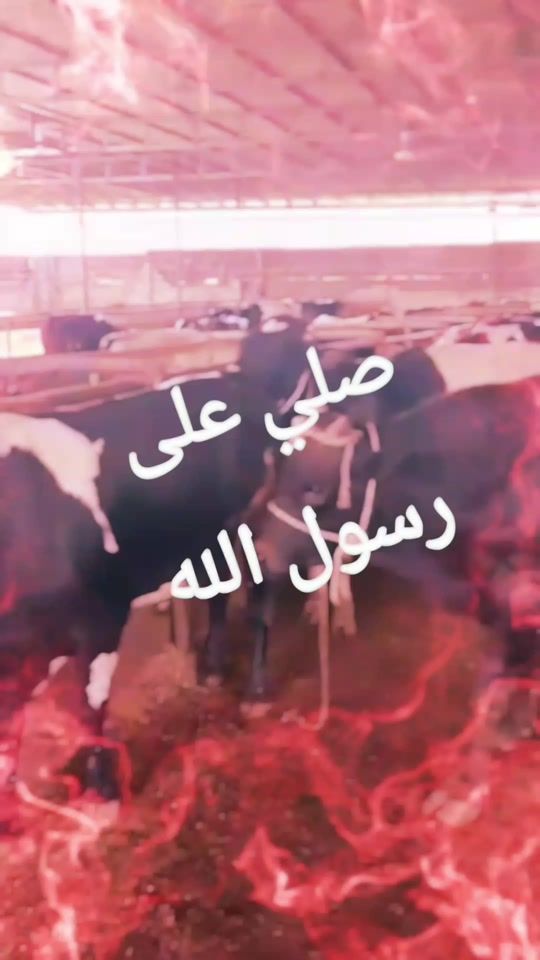 TikTok video thumbnail by user81611676977677