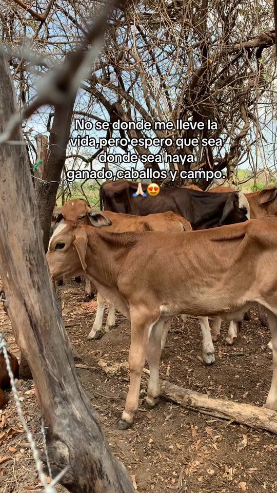 TikTok video thumbnail by ruiz.3451